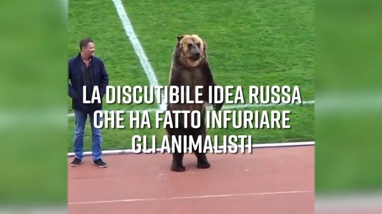 Un orso allo stadio: possibile?