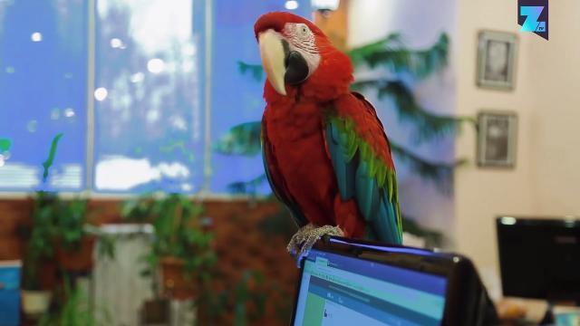 Il miglior guru dei viaggi? Un pappagallo dai magici poteri
