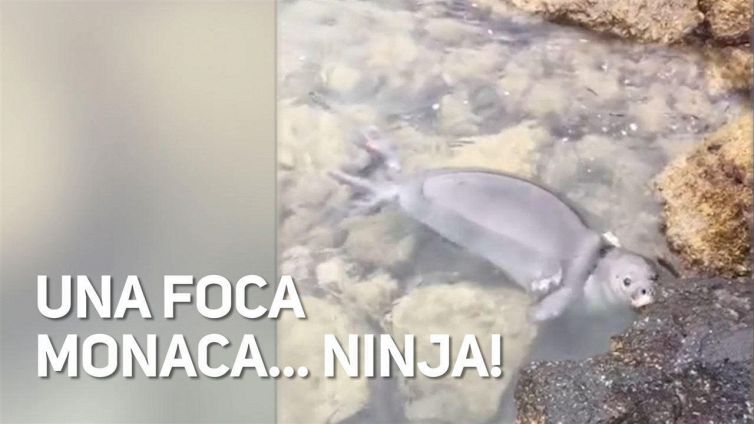 Una foca monaca 'ninja' ci deve far riflettere