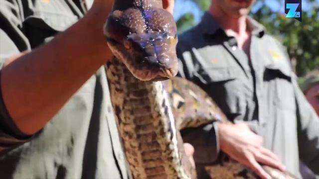 Un mostruoso animale: il pitone reticolato