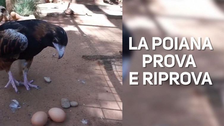 Poiana, sasso, uovo: l'esempio lampante di 'prova ed errore'