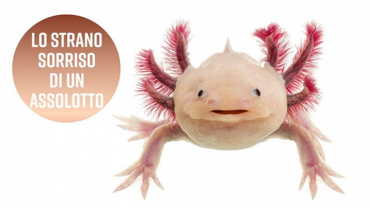 Cosa si nasconde dietro al sorriso dell'assolotto?