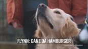 Avete mai sentito parlare dei cani da... hamburger?