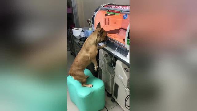 La mamma apprensiva fa la posta ai cuccioli nell'incubatrice