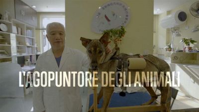 Sfidare la morte: l'agopuntura per gli animali