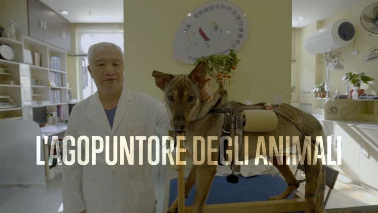 Sfidare la morte: l'agopuntura per gli animali