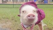 Chi è Prissy Pig, la maialina che ha fatto impazzire Instagram