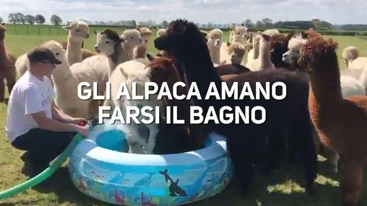 Gli alpaca all'assalto della piscina gonfiabile