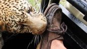 Brividi nella savana: il leopardo s'avvicina e....
