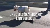 Passione skateboard? Provate a battere questo cane!