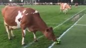 Mucche in campo (da calcio): l'invasione è tutta da ridere
