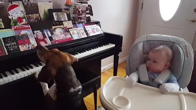 Il cagnolino suona il piano per il bebè