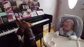 Il cagnolino suona il piano per il bebè
