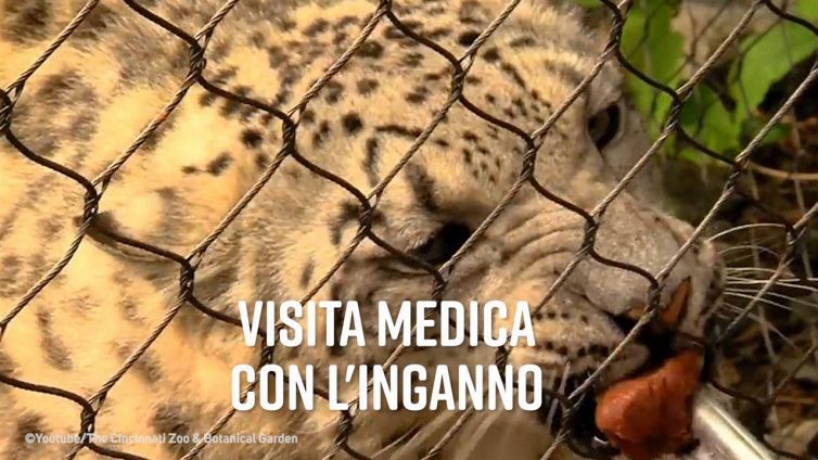 Anche i leopardi vanno dal dottore...