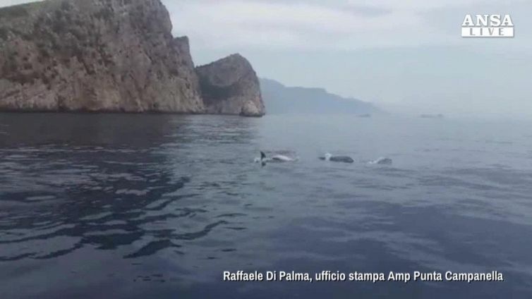Delfini scortano imbarcazione tra Capri e Sorrento