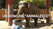 Elefanti che giocano a bowling: quando il divertimento aiuta gli altri