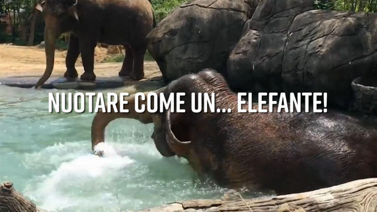 Sai nuotare come... un elefante?