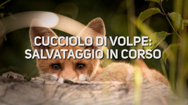 Cucciolo di volpe incastrato: che fine farà?