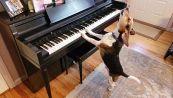 Concerto per piano e voce: il cane Beagle è l'idolo del web