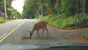 Bambi a terra: mamma cervo l'aiuta. Il video è tenerissimo