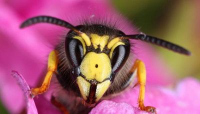 Vespe e calabroni: come proteggere terrazze e giardini dagli infestanti con l’arrivo della stagione estiva