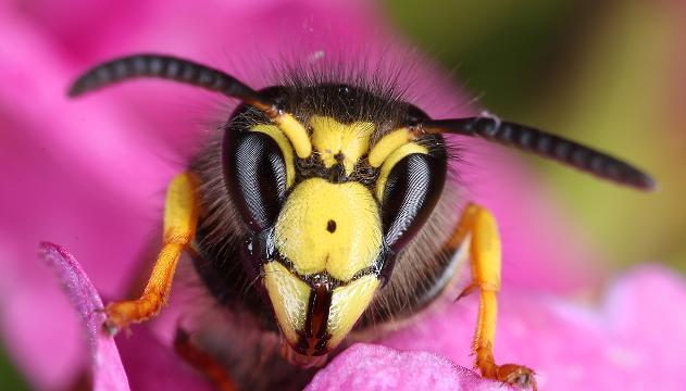 Vespe e calabroni: come proteggere terrazze e giardini dagli infestanti con l’arrivo della stagione estiva