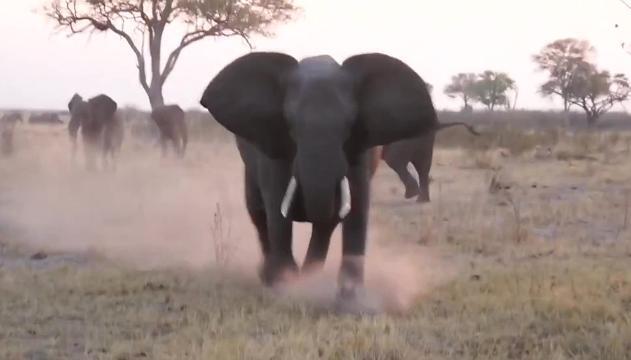 La carica dell'elefante è impressionante: jeep rovesciata