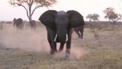 La carica dell'elefante è impressionante: jeep rovesciata