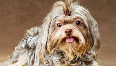 Cani: le migliori razze da tenere in casa