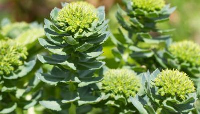 Le mille proprietà della rodiola