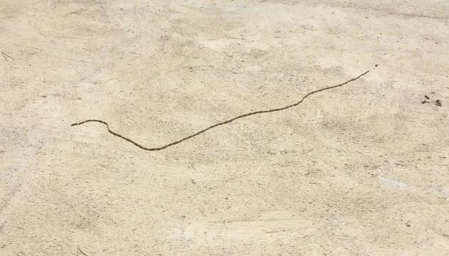 Sembra un serpente ma la realtà è ancora più impressionante