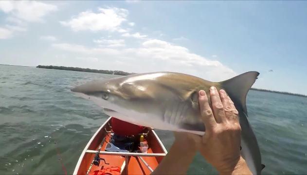 All'amo spunta lo squalo: liberato a mani nude