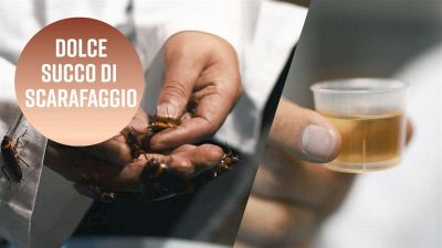 Succo di scarafaggi: la nuova moda salutista