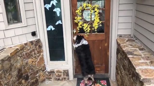 Questo cane è davvero il migliore amico dell'uomo