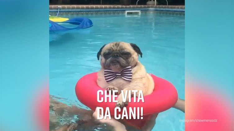 Questa sì che è vita! Il carlino raccoglie consensi