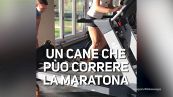 Questo cane si allena per la maratona