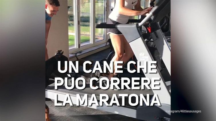 Questo cane si allena per la maratona