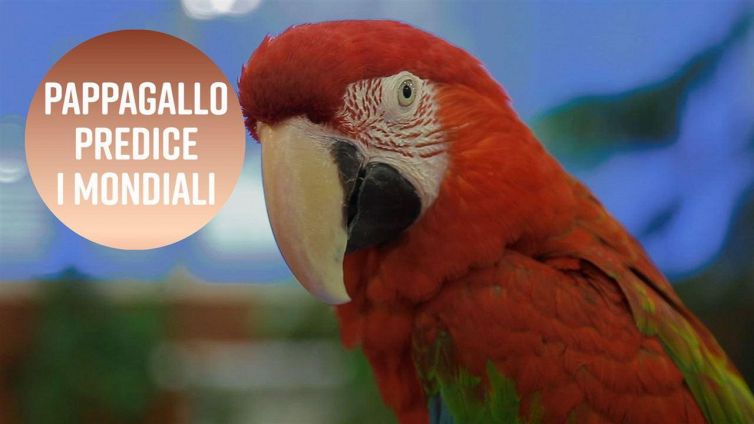 Chi vincerà i Mondiali? Chiedetelo al pappagallo