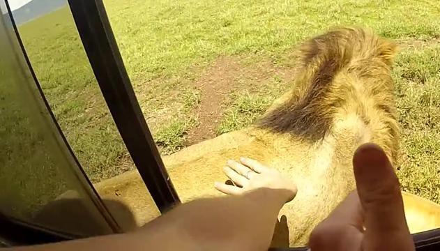 Prova ad accarezzare il leone: la reazione è da paura