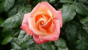 Pianta una rosa in una patata: il risultato ti sorprenderà