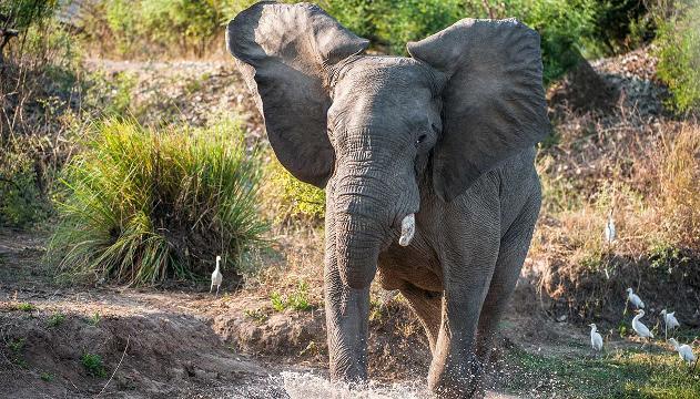 Cucciolo in pericolo, l'elefante carica l'autobus