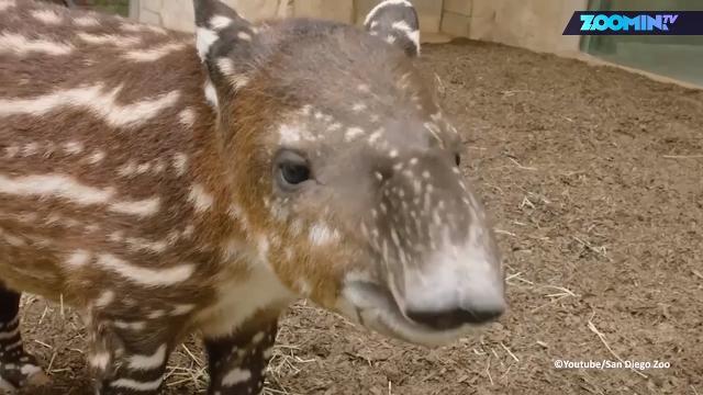 La tenerezza di questo tapiro vi seppellirà