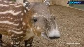 La tenerezza di questo tapiro vi seppellirà
