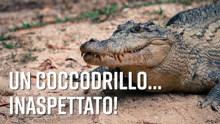 Sorpresa! Un coccodrillo al supermercato