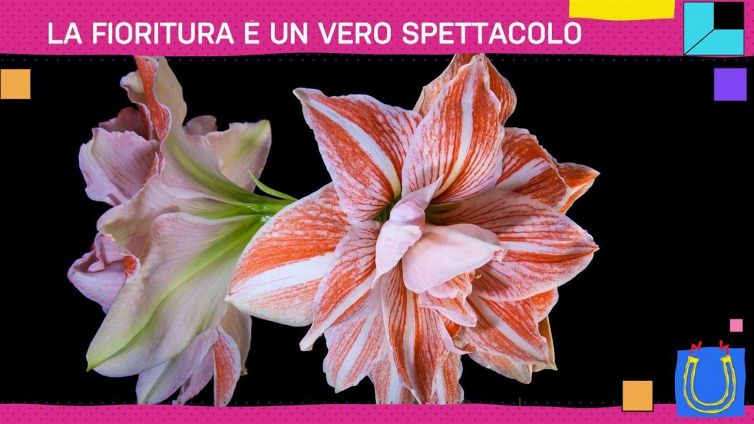 Hai mai visto una fioritura così?
