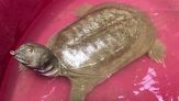 La tartaruga aliena arrivata in Italia