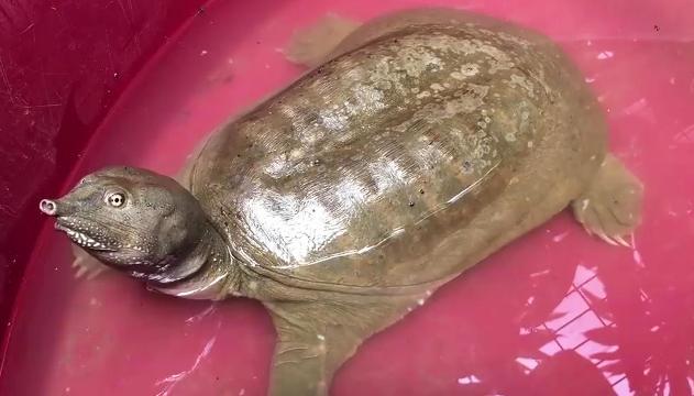 La tartaruga aliena arrivata in Italia