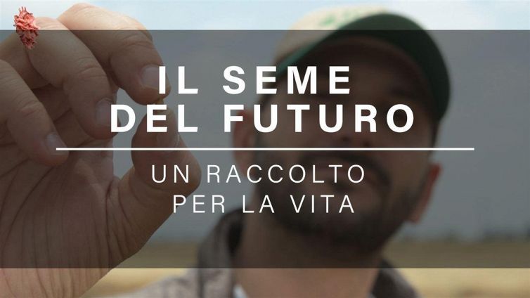 Il seme del futuro: salvare la vita con un raccolto di grano