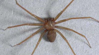 Allarme ragno violino: cosa c’è da sapere