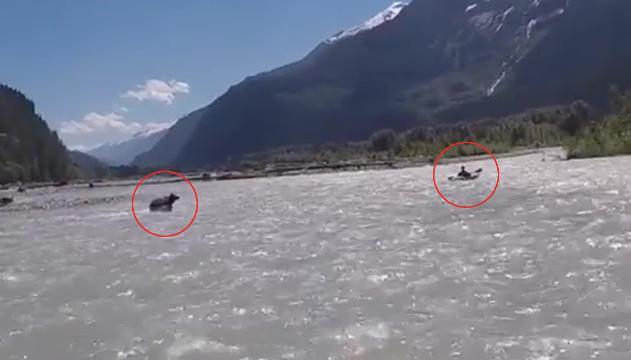 Paura sul fiume: orso attacca uomo su kayak